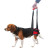 Handy Canis Trasero M (Basset)